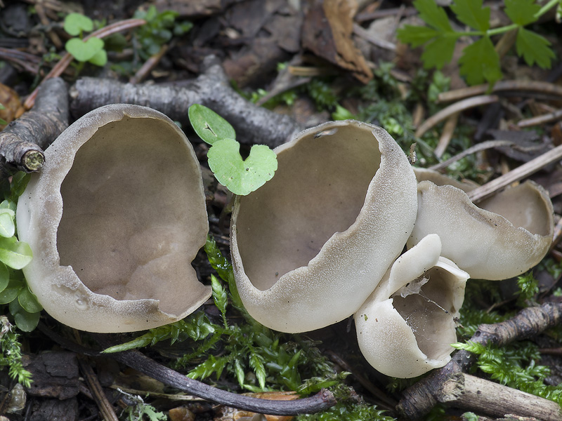 Helvella confusa